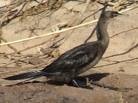 Reed Cormorant Reed Cormorant